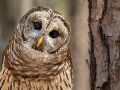 The hidden owl war: An invasive owl is conquering ancient forests, putting the threatened northern spotted owl at even greater risk