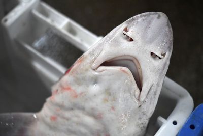 Dozens of dead sharks wash up along Jersey shore stunning visitors: ‘Well, this is odd’