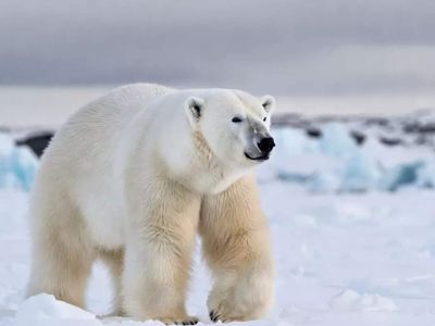 Svalbard polar bear woken by foghorn, triggering fine worth thousands of dollars for wildlife disturbance