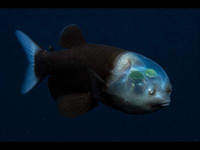 In 2009, Monterey Bay scientists used live underwater footage to expose a surprising secret of a deep-sea fish. 13 years later, their ROVs had logged 5,600 dives, helping reveal why the ocean's strangest creatures can look radically different after collection