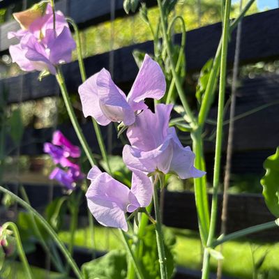 5 plants to deadhead in August – trim away these spent blooms now to prolong their flowering period