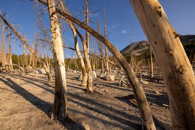 Fossils show huge carbon emissions harm forests, not ‘green the planet’