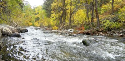 Ancient forests took 100,000 years to recover from the last global warming period similar to today – Wyoming fossils reveal what happened