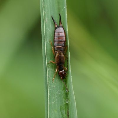 These are the pests and plant diseases threatening your garden in August – this is what to do if you spot them