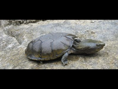 Iowa man faces 124 charges after over 100 turtles of protected species were captured - Here’s what Alabama law says