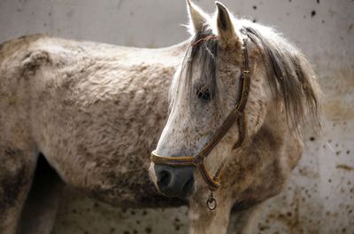 Florida Has Now Confirmed Five Horse Cases of Eastern Equine Encephalitis, the Signal That Usually Comes Before Human Cases