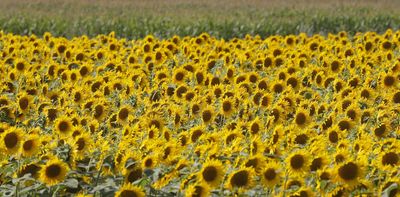 Russia is cutting off Ukraine’s grain exports again, threatening a critical harvest and global food security