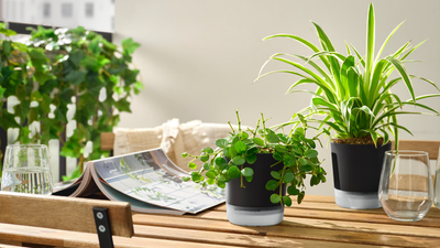 I’ve discovered the best way to keep your houseplants alive while you’re away — and it’s from IKEA