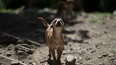 'In our country, abandonment is normalised': Why Portugal's pet protection laws are failing
