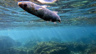 UN urges faster action as world falls behind on nature protection