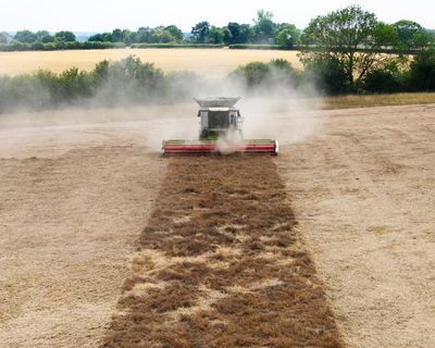 Tougher crops and beaver dams: how UK farmers are tackling drought