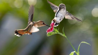 How To Help Your Backyard Hummingbirds In August – 5 Ways to Support These Beautiful Creatures as They Prepare for Migration