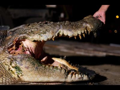 Australian researchers in 2010 had 103 people hold a live crocodile before gambling to see whether excitement could increase betting; some at-risk gamblers bet more afterward
