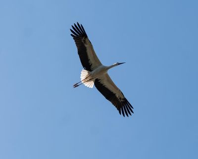 ‘They do look majestic’: tears and pride as first white storks set free in Cornwall