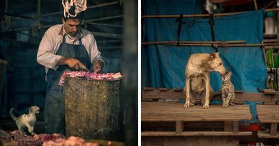 23 New Photos Of India’s Street Cats By Photographer Guru Charan