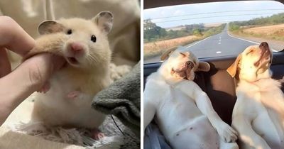 This Page Shared 25 New Pics Of Animals Which Turned Ordinary Situations Into Pure Comedy