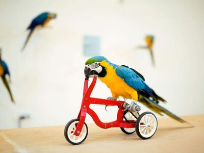 Birds are cleverer than many animals. Scientists identify a key clue about why birds are better at problem-solving skills