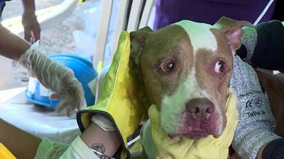 Colombia earthquake: Dog rescued alive as 72-hour window closes