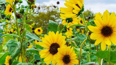 What Your Sunflowers Need in August to Extend Their Bright, Cheerful Display Into Fall