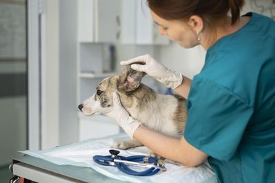 FDA Authorizes Another Screwworm Treatment for Dogs as Officials Say Containment Is Still Holding