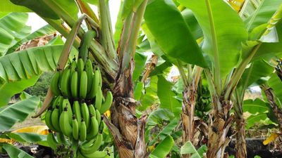Bananas are fruiting in UK gardens after heatwaves: Why experts say this is unusual