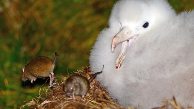 In 2018, Australian scientist Jaimie Cleeland spent a year on remote Gough Island; in one week, she watched mice kill 15 albatross chicks