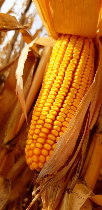 7 Frozen Foods That Can Be Cheaper Than Fresh at the End of Summer: A Cost Check