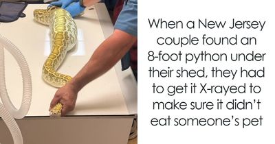 Family Finds 8-Foot Python Living Under Their Shed, The X-Ray Of What It Ate Makes Everything Worse