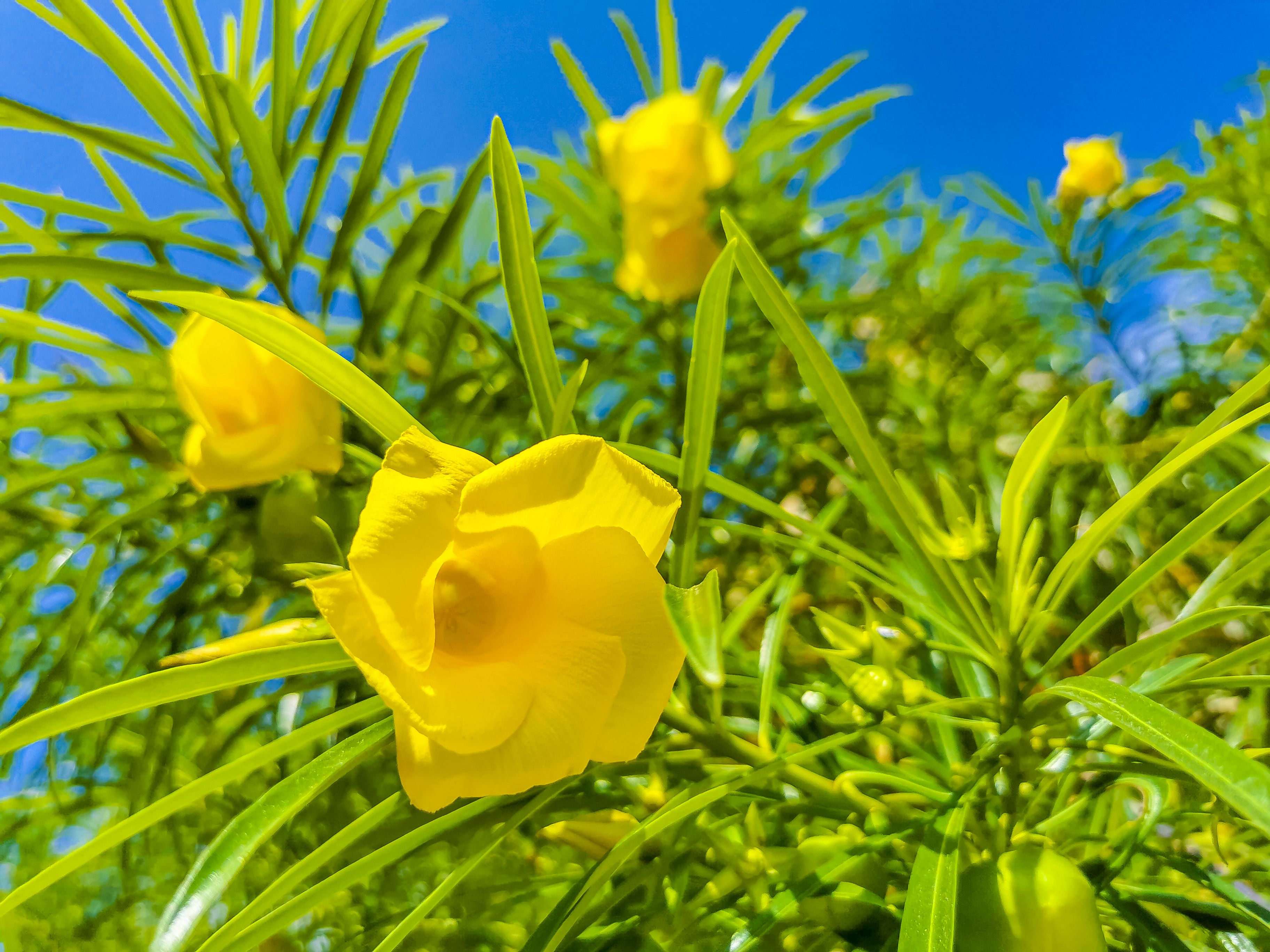 Photo: inkl.com FDA Issues Safety Alert on Botanical Weight Loss Supplements Containing Toxic Yellow Oleander