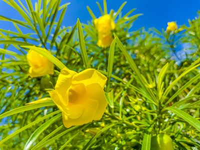 FDA Expands Warning on Weight-Loss Supplements Found to Contain a Heart-Stopping Plant Toxin
