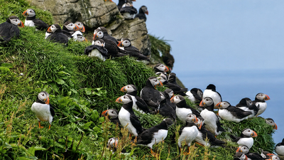 In 1978, writer Adam Nicolson inherited three Scottish islands for his 21st birthday; decades later, a joint project made them rat-free seabird refuges