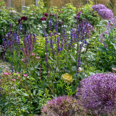 Sorry lavender, this drought-tolerant perennial is quietly replacing you this summer – it’s lower maintenance, flowers for longer and won’t go woody