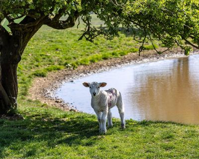 Milk, wine, salad: how your food will be affected by the summer of heat