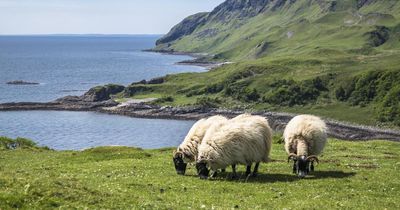 Bluetongue detected on third farm in Scotland