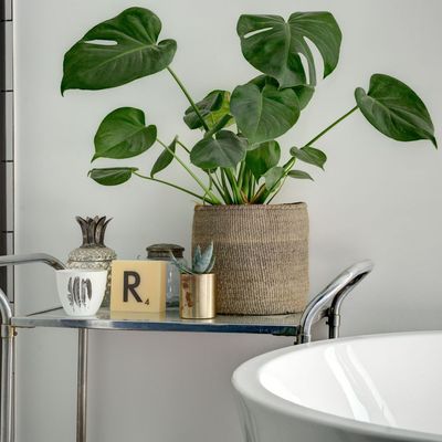 Repotting brought my Monstera back to life – 4 expert-approved ways to give your Swiss cheese plant an upgrade
