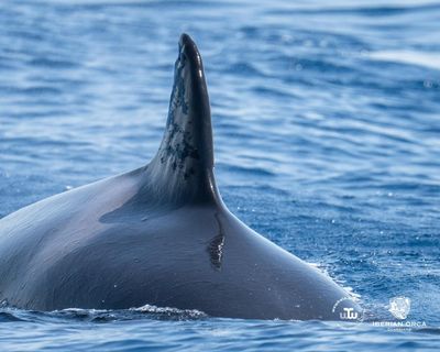 Iberian orca known for ramming boats seen with suspected gunshot wounds