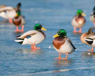 Bird flu has been evolving and migrating for 30 years. It is a far more deadly virus that has now arrived in Australia