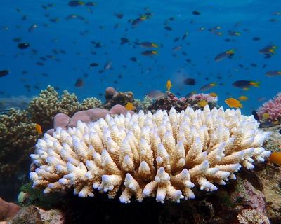 The Great Barrier Reef isn’t dead yet. According to News Corp that makes climate science a ‘pseudo-religion’