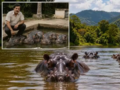 In the 1980s, Pablo Escobar brought 4 hippos to Colombia. Today, they have become the world's largest invasive hippo population
