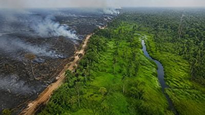 In 2015, Indonesia's devastating El Niño fires burned 2.6 million hectares and sent toxic haze across Southeast Asia. 11 years later, restoration efforts had helped cut burned peatland area by 70% in 2023 compared with 2019, showing the value of rewetting