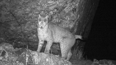 Camera traps once again play pivotal role in the fight to protect big cats, with this historic rare animal sighting