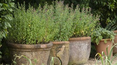 5 Herbs That Thrive on Neglect – For Easy, Delicious Harvests With Almost No Effort