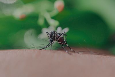CDC Warns Patients on Common Immune Drugs Face Higher Risk of Severe Brain Infection from Bites