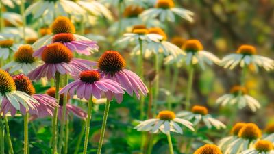 What To Do With Coneflower in August – 5 Tips to Keep These Late Summer Stars Performing Into Fall