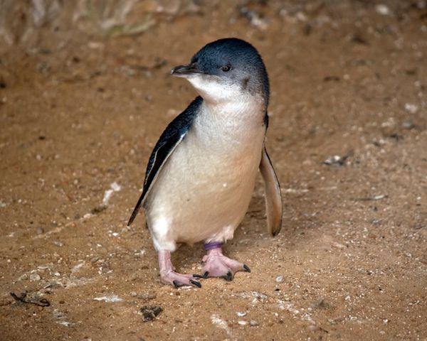 Little penguin found dead with H5 bird flu on Victoria’s Phillip Island