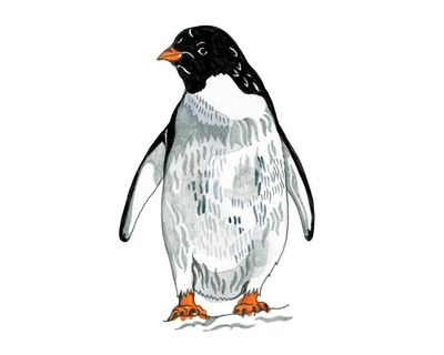 Why can’t penguins fly and why don’t buses have seatbelts? The kids’ quiz