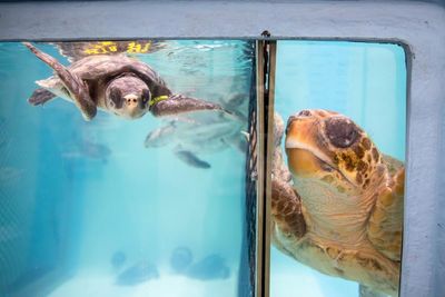 Hundreds of sea turtles are stranded in Cape Cod each year. An ‘amazing network’ has mobilized to help