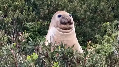 California teen kicks a sea lion to pretend he’s a UFC fighter, unaware there would be consequences: ‘It’s disgusting’