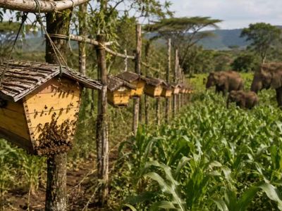 In 2024, study found how 365 beehives helped Kenyan farmers keep elephants away from crops