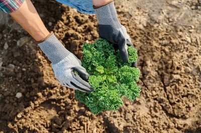 8 Crops That Can Be Harvested Well Into Chilly Weather